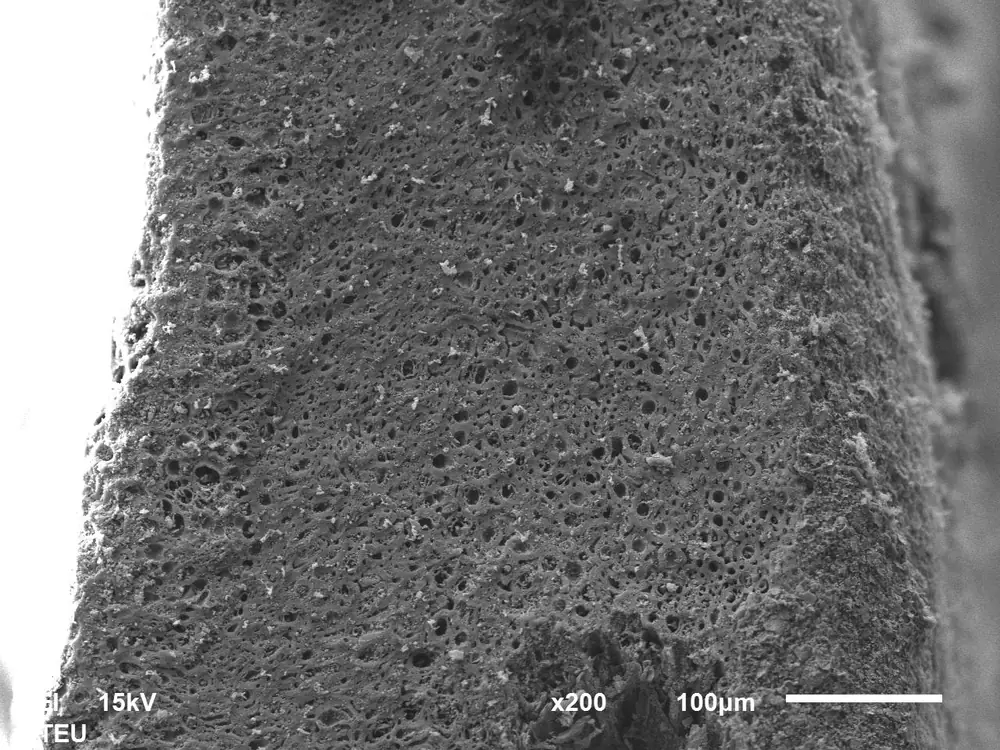 SEM image of activated carbon surface made from hazelnut shell