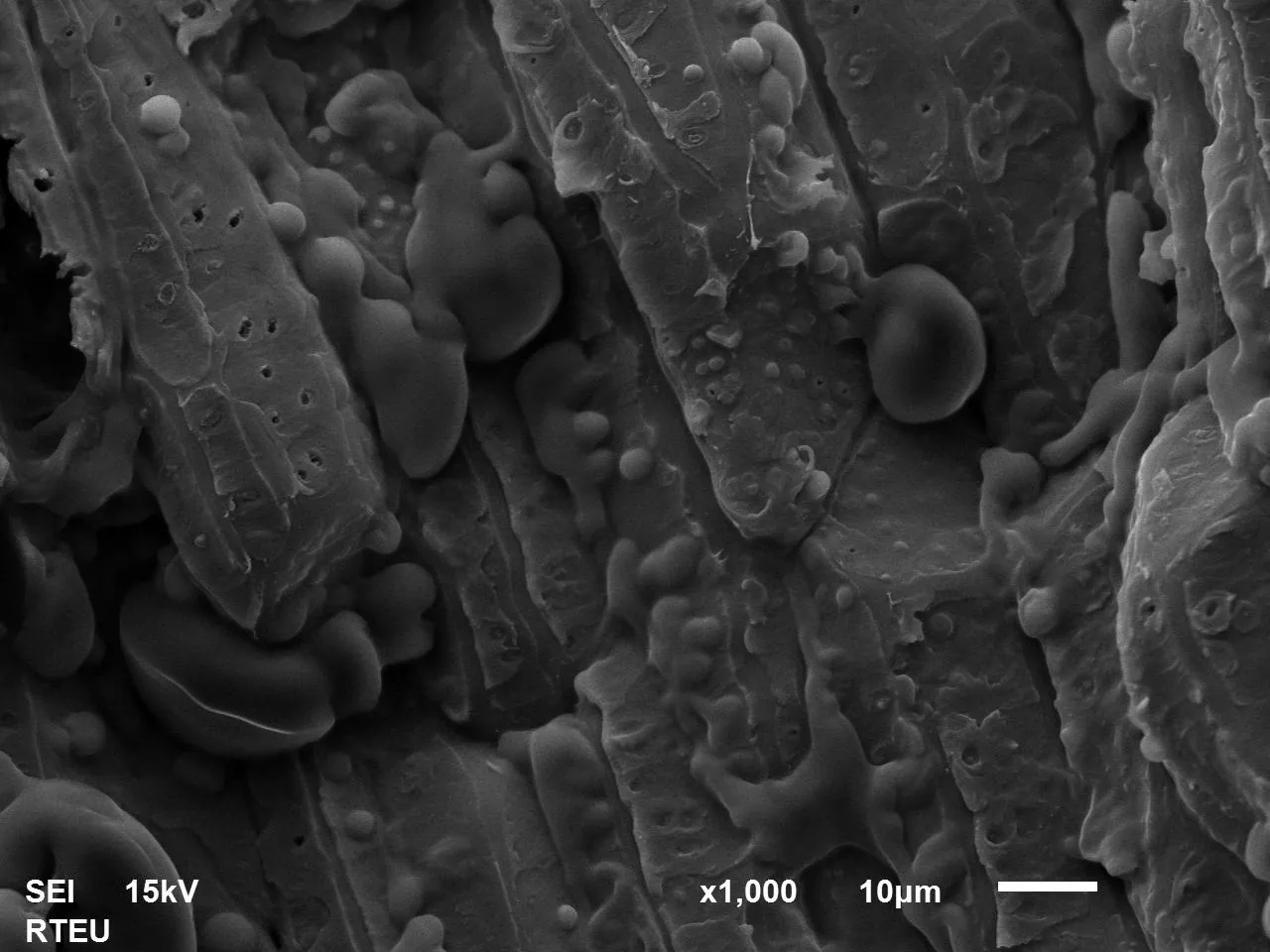 SEM image of normal hazelnut shell microstructure