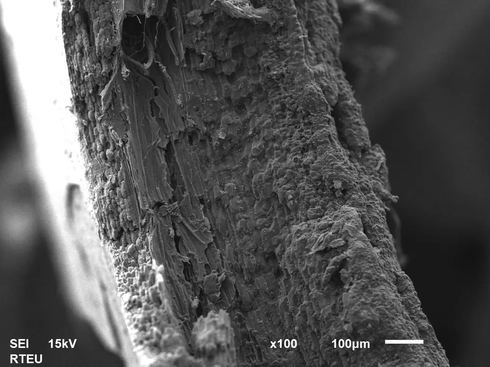 SEM image of normal hazelnut shell surface