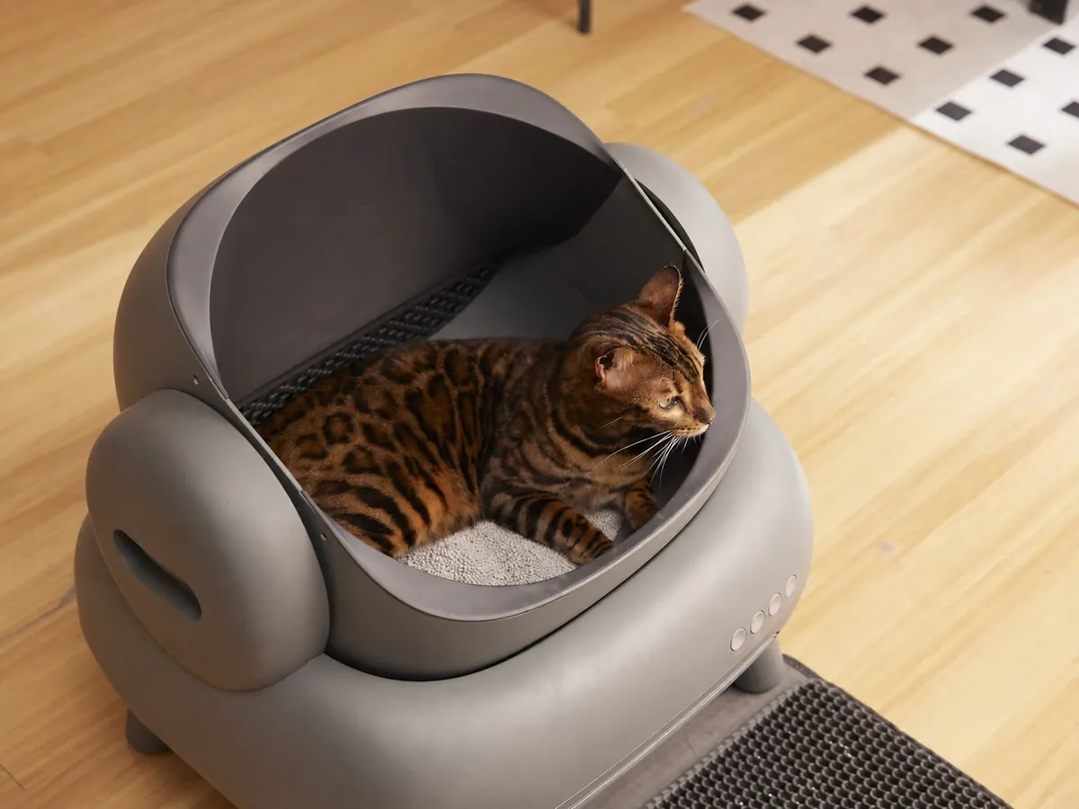 Cat Litter